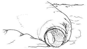 Тюлень с пластиковым кольцом вокруг рта